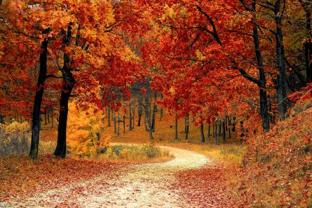 Fall Into Preparedness: Essential Autumn Survival Tips for the Season Ahead